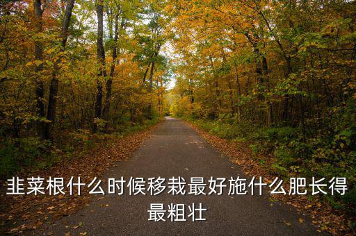 韭菜根什么時(shí)候移栽最好施什么肥長得最粗壯