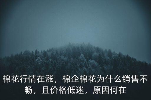 棉花行情在漲，棉企棉花為什么銷售不暢，且價格低迷，原因何在