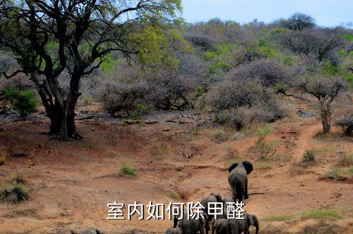 室內(nèi)如何除甲醛