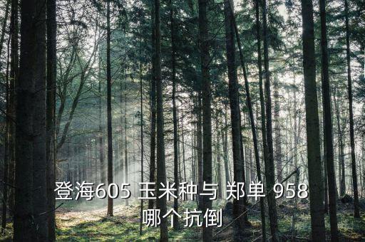 登海605 玉米種與 鄭單 958哪個抗倒