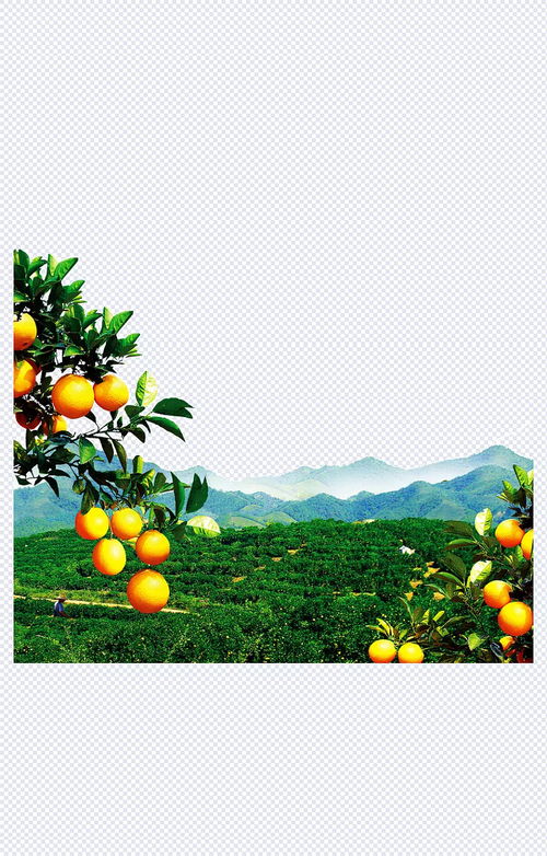 橙子树风景 水果,橙子,黄色,产品实物,设计元素 始终唯一